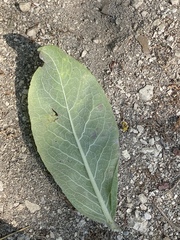 Verbascum gnaphalodes