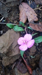 Oenothera deserticola