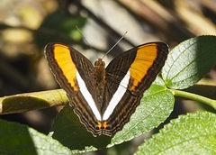 Adelpha cytherea marcia
