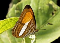 Adelpha cytherea marcia