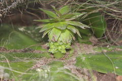 Eucomis regia