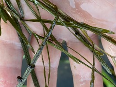 Potamogeton compressus