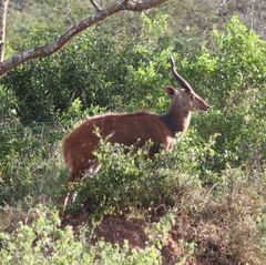 Tragelaphus scriptus bor