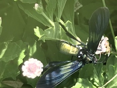 Macrocneme chrysitis