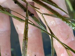 Potamogeton compressus
