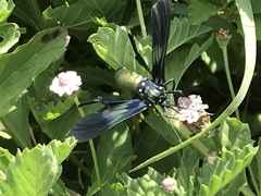 Macrocneme chrysitis