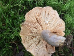 Lactarius pyrogalus