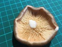 Lactarius pyrogalus