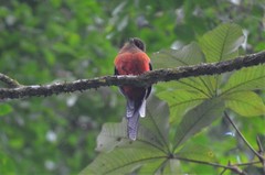 Apaloderma vittatum