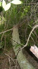 Encephalartos altensteinii