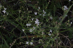 Galium pumilum