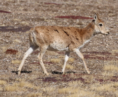 Pantholops hodgsonii