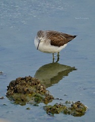 Tringa nebularia