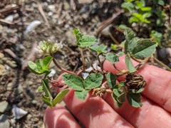Trifolium hybridum