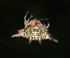 Gasteracantha sanguinolenta