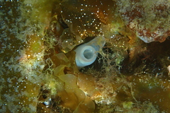 Ciona intestinalis