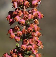 Erica setacea