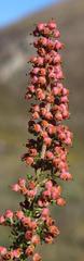 Erica setacea