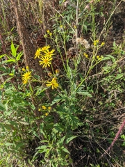Jacobaea grandidentata