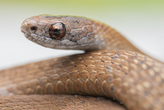 Storeria hidalgoensis