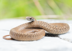 Storeria hidalgoensis