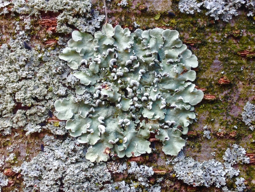 Powder-edged Speckled Greenshield