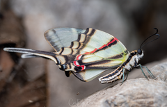 Protographium epidaus epidaus