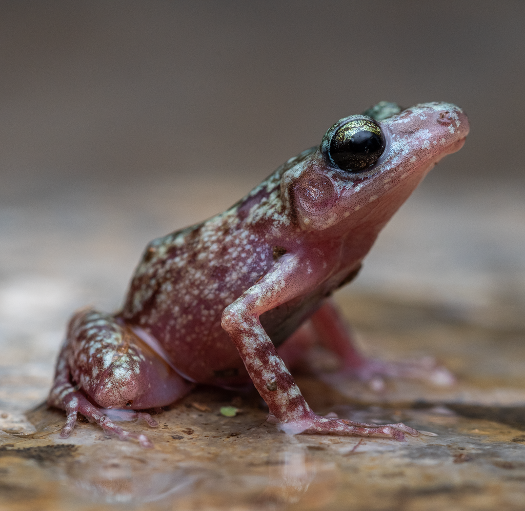 Big-eared Chirping Frog
