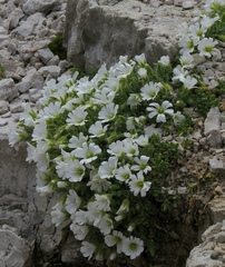 Cerastium uniflorum