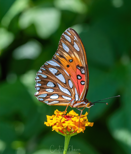 Gulf Fritillary, photo 4 of 8