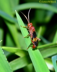 Trogomorpha arrogans