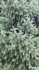 Picea pungens