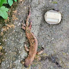 Heloderma exasperatum