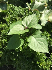 Clerodendrum bungei