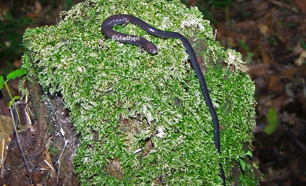 Taylor's Worm Salamander