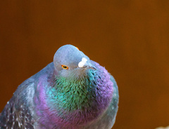Columba livia