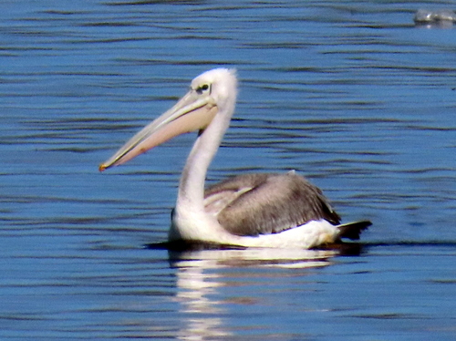 Pink-backed Pelican