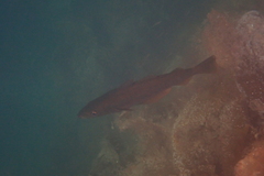 Gadiformes