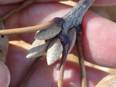 Callirhytis medularis