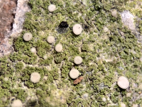 Representative image of Bacidina