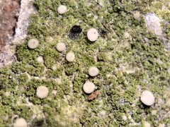 Bacidina delicata