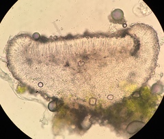 Bacidina delicata