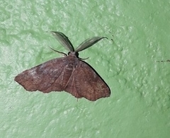 Achrosis rondelaria