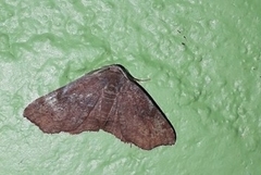 Achrosis rondelaria