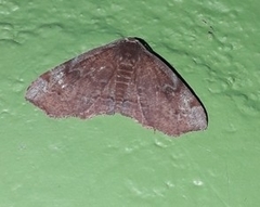 Achrosis rondelaria