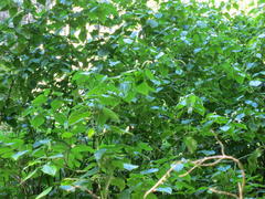 Piper capense capense