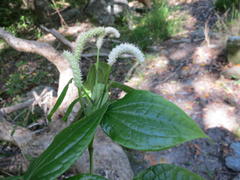 Piper capense capense