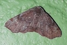 Achrosis rondelaria