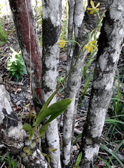 Encyclia chloroleuca