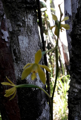 Encyclia chloroleuca